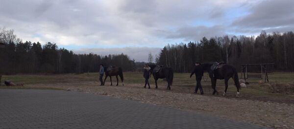 Бывают флегматики, бывают с характером: как удержаться в седле - Sputnik Беларусь