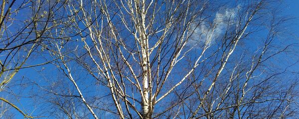 Час калі плачуць бярозы - Sputnik Беларусь