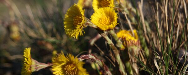 Цветы мать-и-мачехи - Sputnik Беларусь