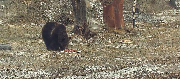 Прогноз погоды от косолапых – как в Ярославле гадали с помощью медведей Прогноз погоды от косолапых – как в Ярославле гадали с помощью медведей - Sputnik Беларусь