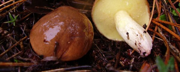 Маслята, архивное фото - Sputnik Беларусь