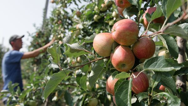 Яблоки в яблоневом саду - Sputnik Беларусь