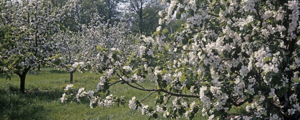 Яблоневый сад, архивное фото - Sputnik Беларусь