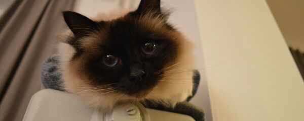 Кацяня на батарэі ацяплення Кацяня на батарэі ацяплення - Sputnik Беларусь