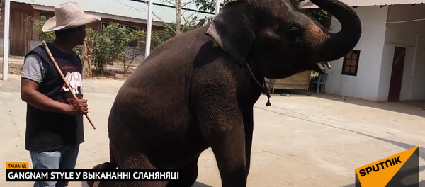 Відэафакт: сланяня танчыць пад Gangnam Style Відэафакт: сланяня танчыць пад Gangnam Style - Sputnik Беларусь