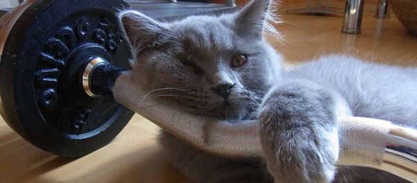 Кот на грифе штанги, архивное фото - Sputnik Беларусь
