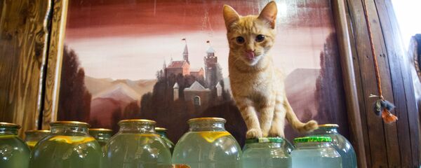 Березовый сок - Sputnik Беларусь