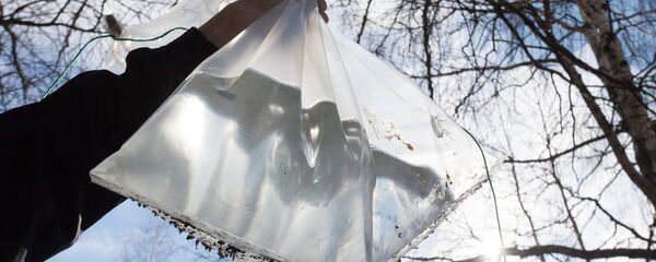 Березовый сок - Sputnik Беларусь