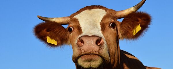 Корова, архивное фото Корова, архивное фото - Sputnik Беларусь