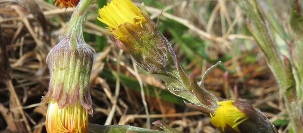 Падбел - Sputnik Беларусь