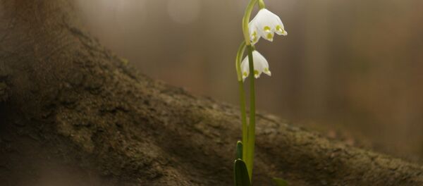 Весна - Sputnik Беларусь