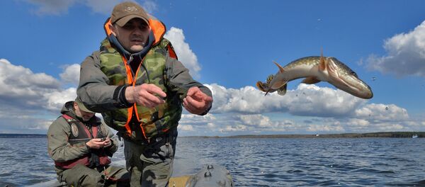 Зарыбление водоема щукой Зарыбление водоема щукой - Sputnik Беларусь