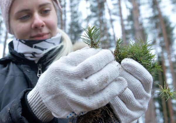 Сотрудники МИД высадили 15 тысяч саженцев  - Sputnik Беларусь