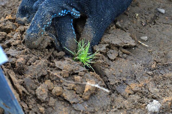 Саженец сосны - Sputnik Беларусь