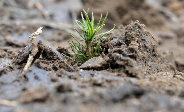 Саженец сосны - Sputnik Беларусь