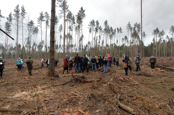 В республиканской акции Неделя леса дипломаты участвуют традиционно последние несколько лет - Sputnik Беларусь