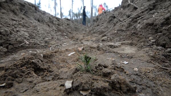 Сотрудники МИД высадили 15 тысяч саженцев в лесу возле аэропорта - Sputnik Беларусь