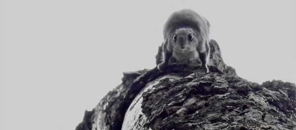 Вавёрка-палятуха Вавёрка-палятуха - Sputnik Беларусь