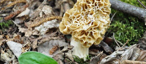 Сморчок - Sputnik Беларусь