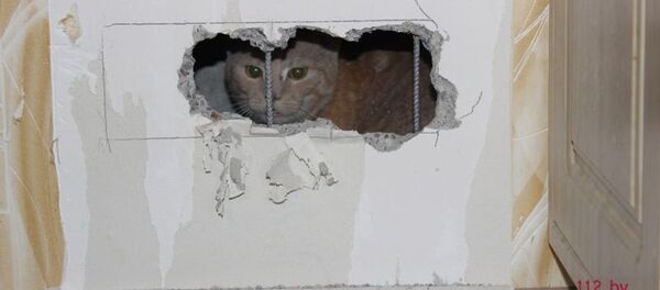 Застрявшая в вентканале кошка - Sputnik Беларусь