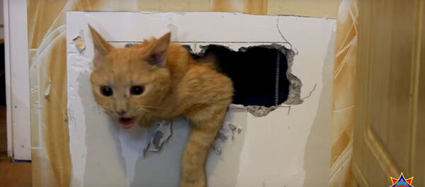 Спасение кошки, упавшей в 30-метровую шахту - Sputnik Беларусь