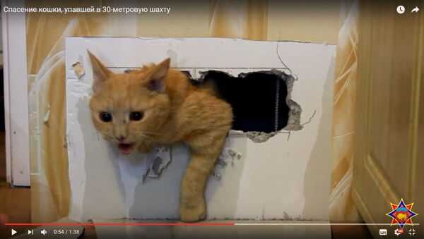 Спасение кошки, упавшей в 30-метровую шахту - Sputnik Беларусь