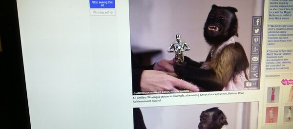 Обезьяна-капуцин Обезьяна-капуцин - Sputnik Беларусь