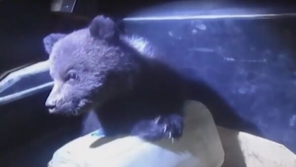 Медвежат в коробке обнаружили на дороге в Коми - Sputnik Беларусь