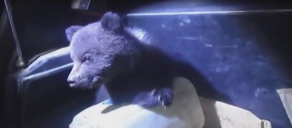 Медвежат в коробке обнаружили на дороге в Коми - Sputnik Беларусь