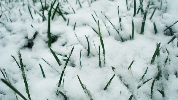 Трава под снегом - Sputnik Беларусь