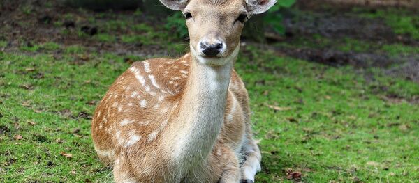 Косуля, архивное фото - Sputnik Беларусь