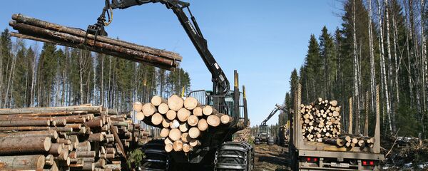 Заготовка леса, архивное фото - Sputnik Беларусь