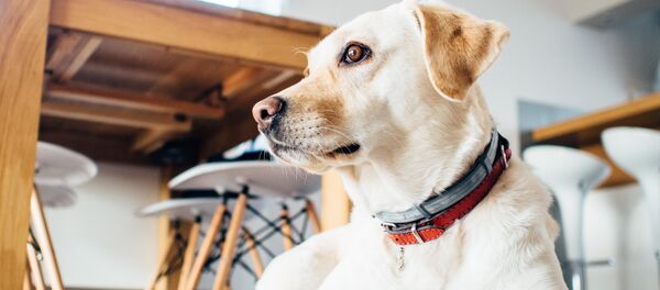 С собакой можно пойти в кафе, но далеко не во всякое - Sputnik Беларусь