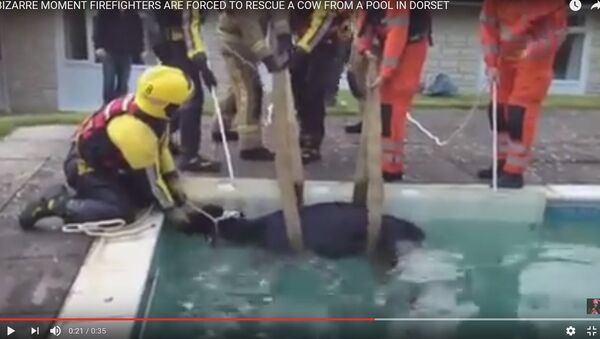 Видеофакт: спасатели вытащили корову из деревенского бассейна - Sputnik Беларусь