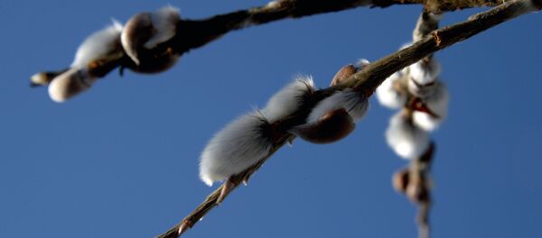 Калі ў Беларусь прыйдзе сапраўдная вясна? Прагноз надвор'я на тыдзень Калі ў Беларусь прыйдзе сапраўдная вясна? Прагноз надвор'я на тыдзень - Sputnik Беларусь