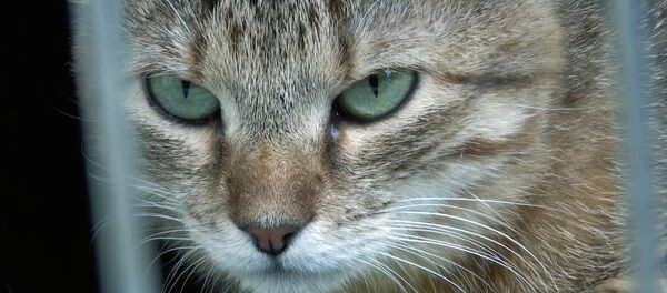 Котам и собакам искали новых хозяев - Sputnik Беларусь