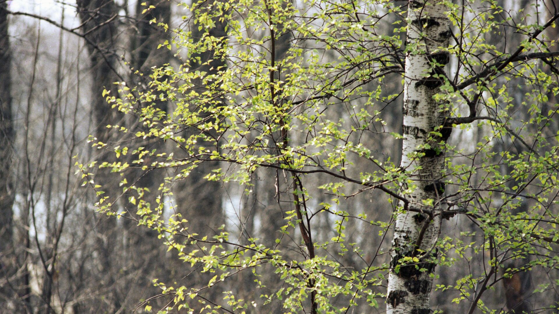 Береза распускается в весеннем лесу, архивное фото - Sputnik Беларусь, 1920, 08.05.2022