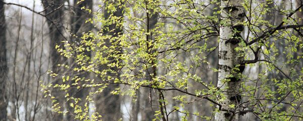 Береза распускается в весеннем лесу, архивное фото - Sputnik Беларусь