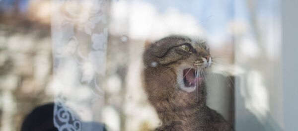 Кот за окном, архивное фото Кот за окном, архивное фото - Sputnik Беларусь