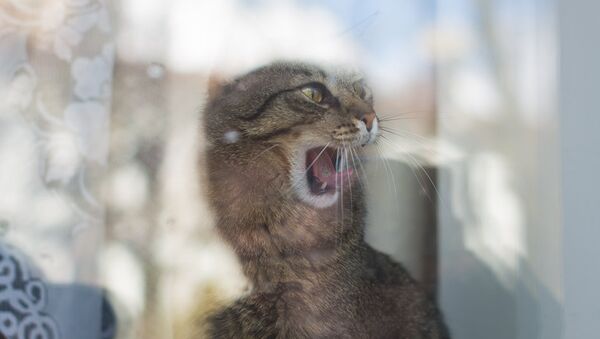 Кот за окном, архивное фото - Sputnik Беларусь