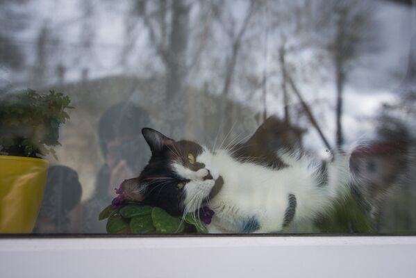 Денежная кошка Маня, которая была найдена под банкоматом. Хозяина дома не оказалось, однако усатая красавица не преминула покрасоваться перед фотографами - Sputnik Беларусь
