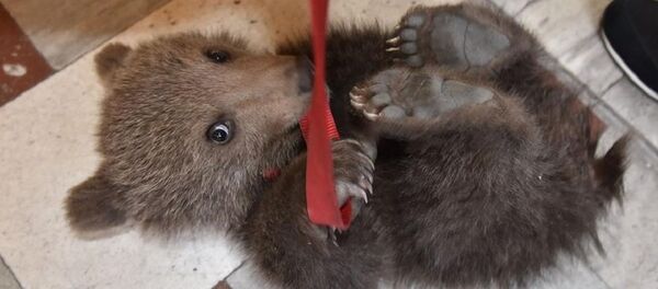 Медвежонок - Sputnik Беларусь