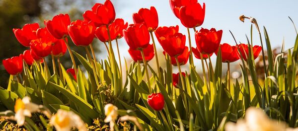 Тюльпаны весной, архивное фото - Sputnik Беларусь