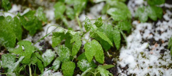 Весенний снегопад, архивное фото - Sputnik Беларусь