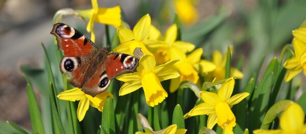 Нарциссы весной - Sputnik Беларусь