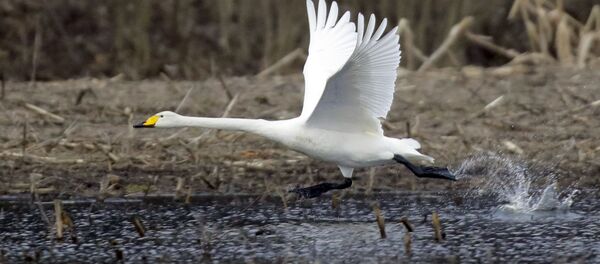 Лебедь-кликун возле озера под Минском - Sputnik Беларусь