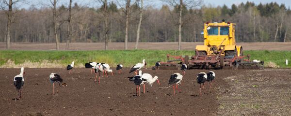 Буслы ў полі Буслы ў полі - Sputnik Беларусь