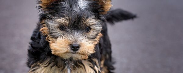 Йоркширский терьер - Sputnik Беларусь