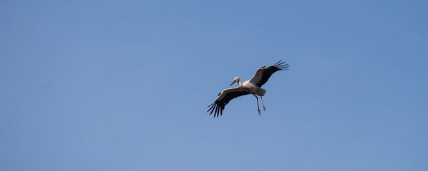 Белый аист - Sputnik Беларусь