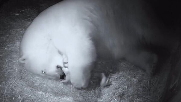 Первые кадры родившихся в Австралии белых медвежат - Sputnik Беларусь